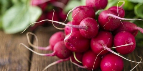 Trebam li potopiti sjeme rotkvice prije sadnje?